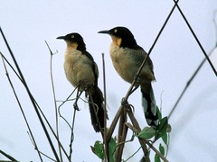 Donacobius atricapilla