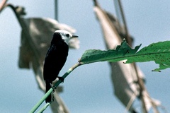 Arundinicola leucocephala