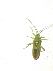 Discogastrini