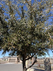 Quercus emoryi