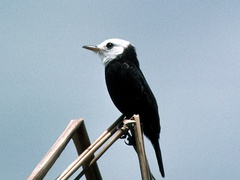 Arundinicola leucocephala