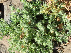 Gymnocarpos sclerocephalus