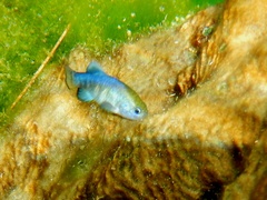 Cyprinodon nevadensis