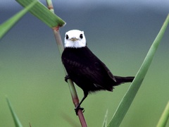 Arundinicola leucocephala