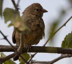 Lagonosticta senegala rendalli