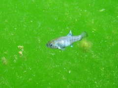 Cyprinodon nevadensis