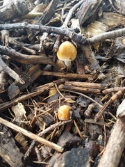 Candolleomyces candolleanus