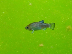 Cyprinodon nevadensis