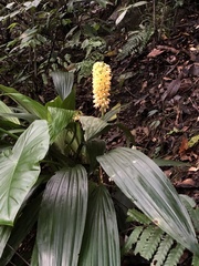 Calanthe formosana