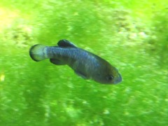 Cyprinodon nevadensis