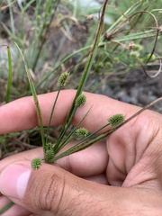 Cyperus retrorsus
