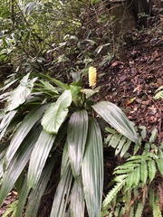 Calanthe formosana