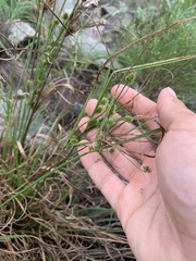 Cyperus retrorsus