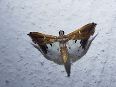 Margaroniini