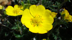 Potentilla nivea