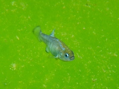 Cyprinodon nevadensis