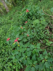 Euphorbia pulcherrima
