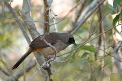 Pterorhinus perspicillatus