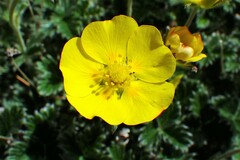 Potentilla nivea