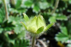 Potentilla nivea