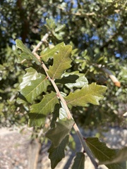Quercus emoryi