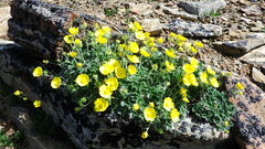 Potentilla nivea