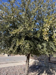 Quercus emoryi
