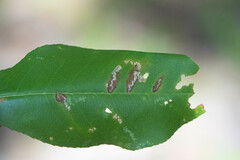 Coptodisca splendoriferella