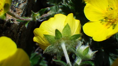 Potentilla nivea