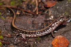 Eurycea guttolineata