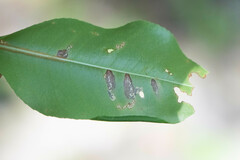 Coptodisca splendoriferella