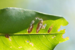 Coptodisca splendoriferella