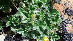 Potentilla nivea