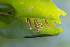 Coptodisca splendoriferella