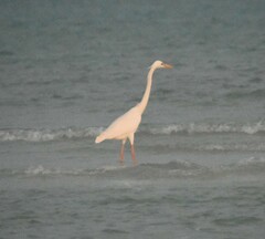 Ardea herodias occidentalis
