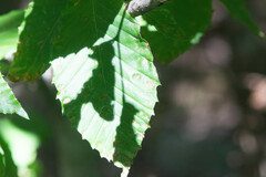 Acalitus ferrugineum