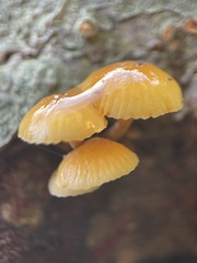 Flammulina