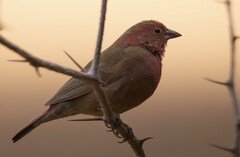 Lagonosticta senegala rendalli