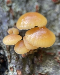 Flammulina