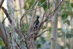 Parus minor commixtus
