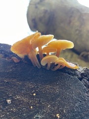 Flammulina