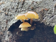 Flammulina