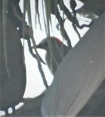 Melanerpes aurifrons
