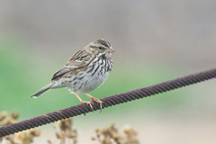Passerculus sandwichensis beldingi