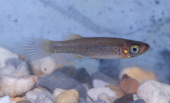 Fundulus escambiae