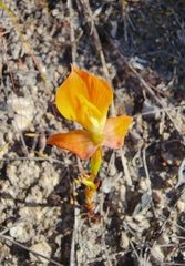 Disa tenuifolia