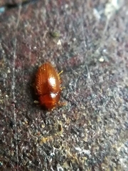 Mycetaea subterranea