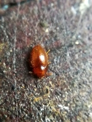 Mycetaea subterranea