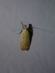 Nothris verbascella