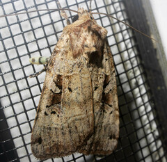 Xestia normanianus